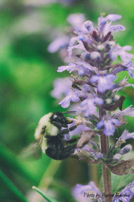 abeille-plante-ecologie-pollen
