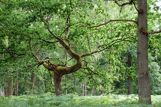 arbre-torsion-scoliose